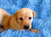 Exceptional Labrador puppies