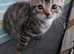Beautiful Tabby Kittens For Sale