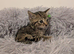 Two Litters!