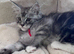 Gorgeous GCCF registered Shaded Line Maine Coon Kittens