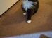 Kittens for sale
