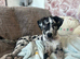 Great Dane x mastiff (daniff) puppy