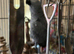 2 African greys