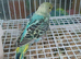 Baby budgies
