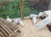 ** JUMBO WHITE QUAIL EGGS FOR SALE **