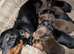 Quality KC / PRA clear Miniature Dachshund Puppies from Licensed Breeder