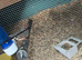 X5 zebra finches