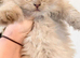 Ready to go beautiful Persian kittens