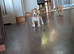 Last golden working cocker spaniels left ready Friday