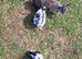 Mini rex rabbits for sale