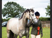 Gorgeous Class 1 Connemara Gelding