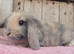 Mini lop baby boys ready now