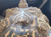 Beautiful leopard tortoise