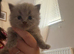 Last two British shorthairs available