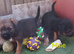 Border Terrier puppies