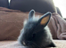 Lionhead babies