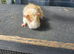 Female guinea pigs