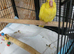 Hand-Reared