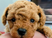 Stunning K.C Registered Red Toy Poodle Puppies