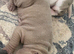 Shar pei puppies