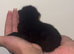 4 lovely kittens