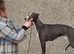 Blue Stud dog.(Half racebred)Small /Q for Crufts.