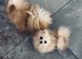 Adorable Mini Pomeranian Puppies