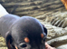 Stunning KC registered Standard Dachshund litter