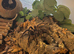 Juvenile Goliath Bird-Eating Tarantula & Full Setup
