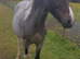 Beautiful mare