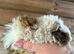 2 baby boys texel