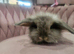 Baby miny lop ready for reserve
