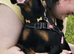 Doberman x dachshund