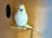 Budgies for sale