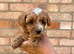beautiful shihpoo puppies