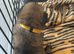 Belgian shepherd puppies