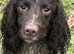 English Springer spaniels