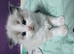 Ragdoll kittens *3 STILL AVAILABLE £500*