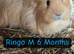Guinea pigs