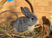 Mini Lop x Standard Rex Rabbits [Ready to Leave]