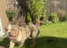STUD available Northeast / North Yorkshire based