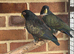 Proven pair bronze winged pionus
