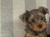 REAR COLOURED MERLE YORKIES