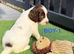 Goregous Litter of Springer Spaniels