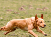 Proven Working Labrador Retriever for Stud - Fully Health Tested & KC Registered