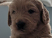 Goldendoodles