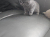 Lilac and blue british short-hair kittens for rehoming