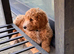 8 weeks old ready for their new home ,