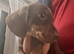 Exceptional KC Registered Miniature Dachshund Boys