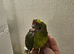 Tame cockatiel and kakariki chicks